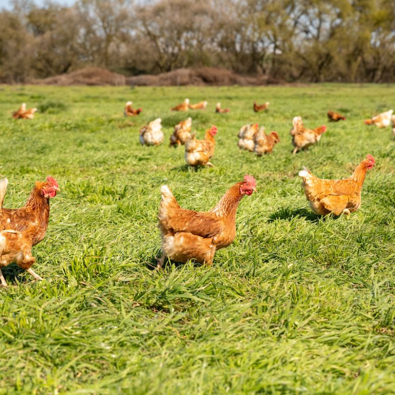 red chickens run across pasture in California farm field.