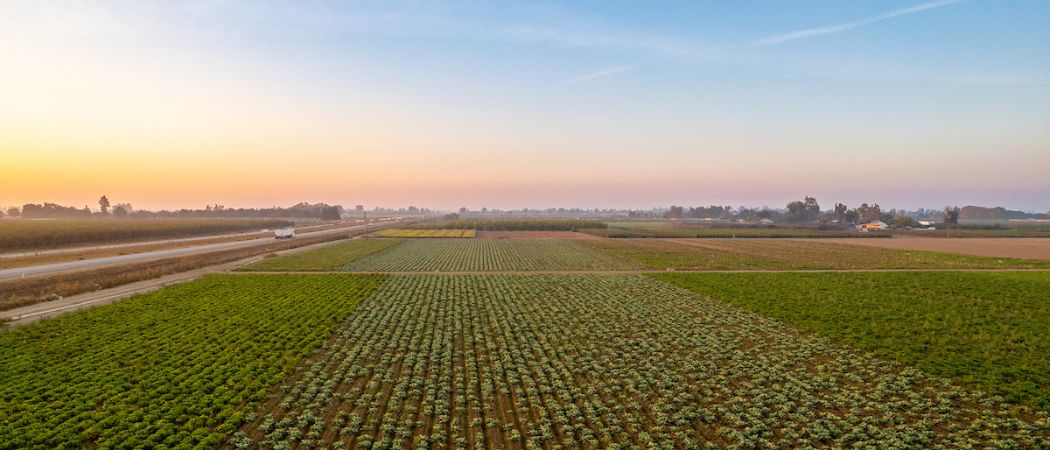 The sun rises over California row crops.