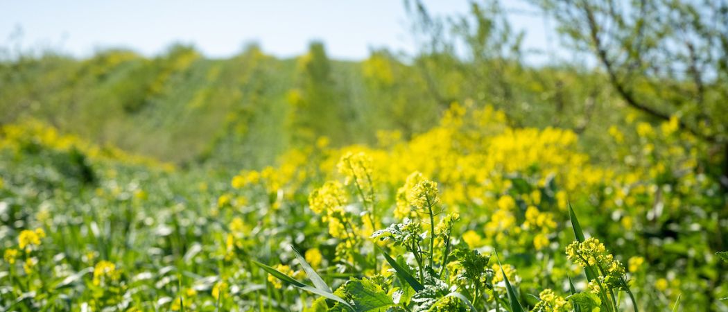 Cover crops and pollinator plants are California conservation practices that are funded.