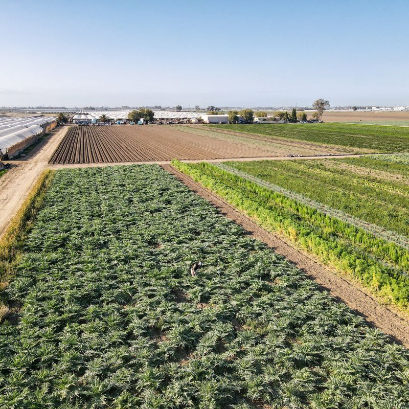 Field of artichokes and greenhouses