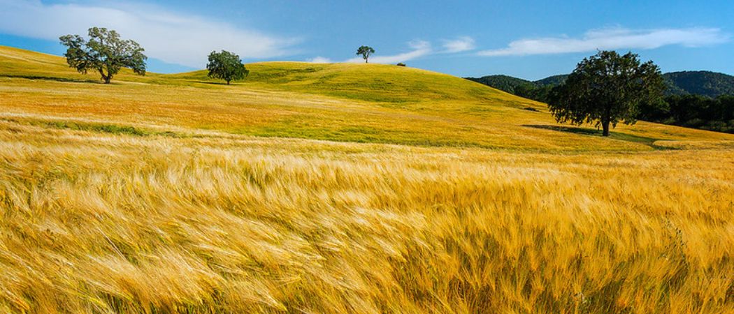 Golden wheat field with blue skies blows in the wind.