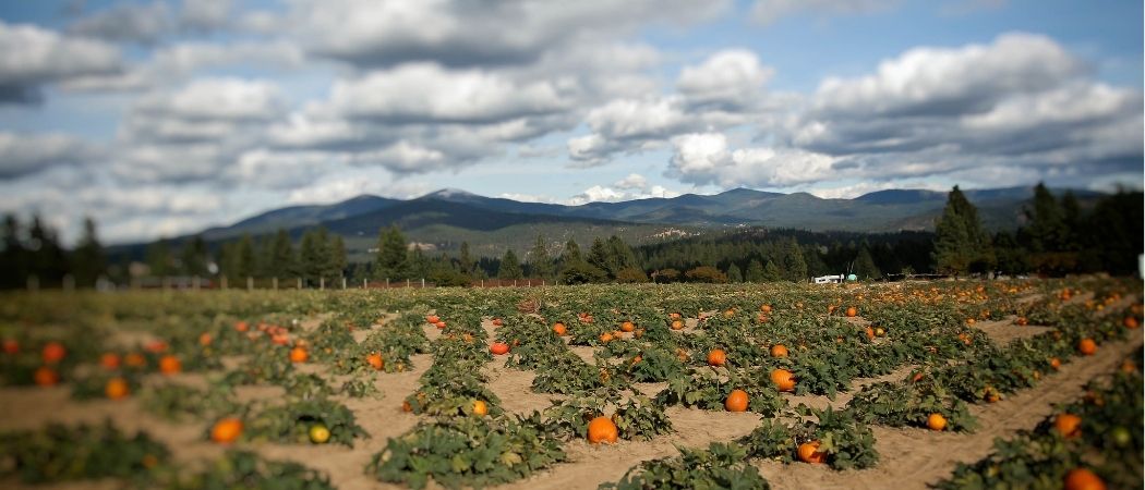 Pumpkins grow in Washington State under a cloudy sky.