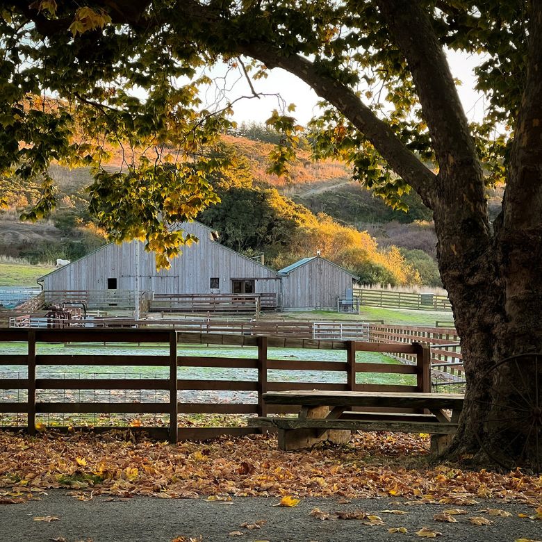 TomKat ranch in autumn with golden trees and a farmhouse